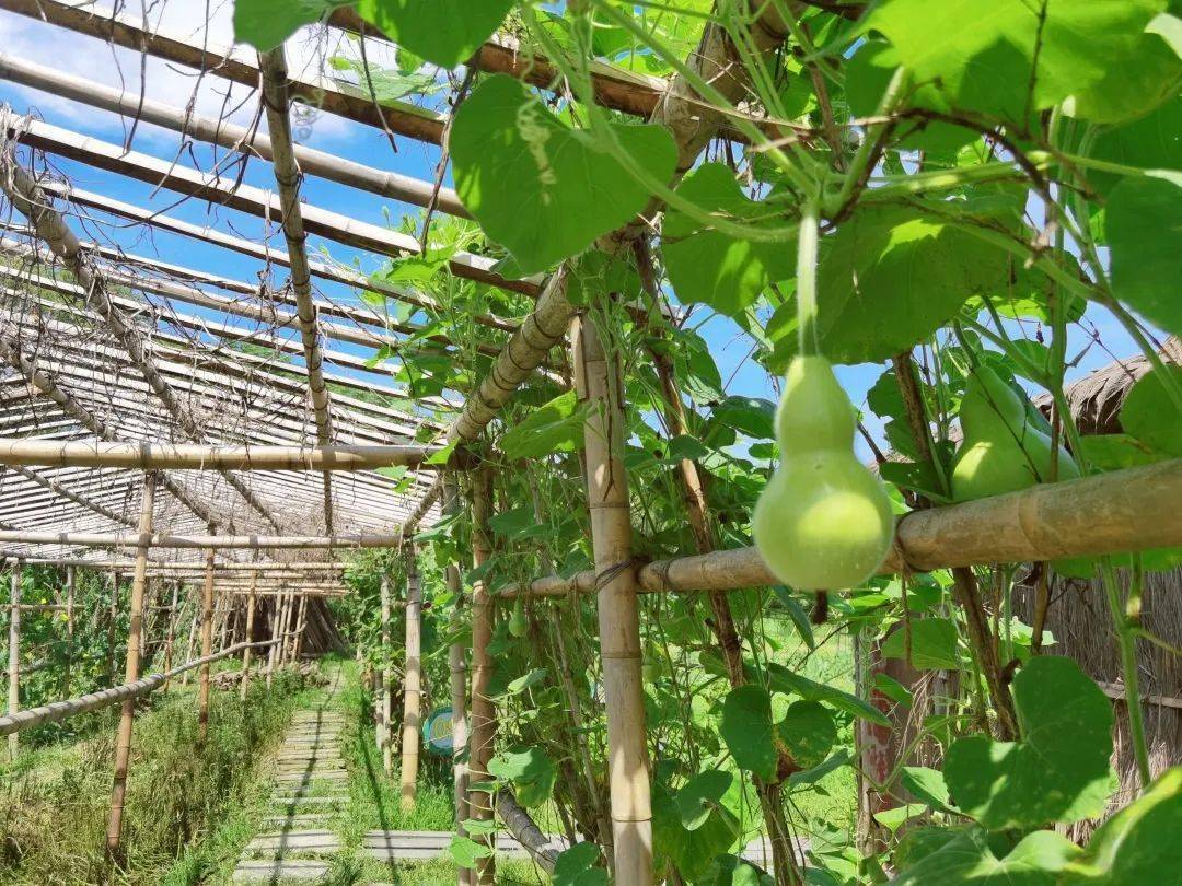 Vegetable-picking-in-the-field-Hangzhou